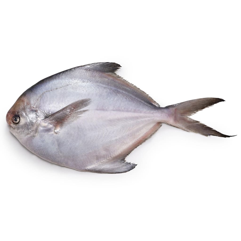 Pomfret Jumbo [1 pc]