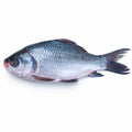 Catla