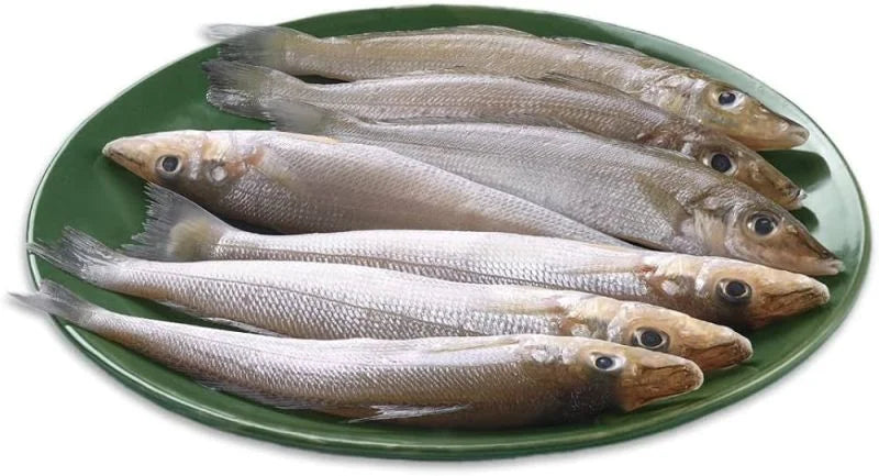 Murdussha / Kane  / Lady Fish