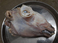 Goat Head