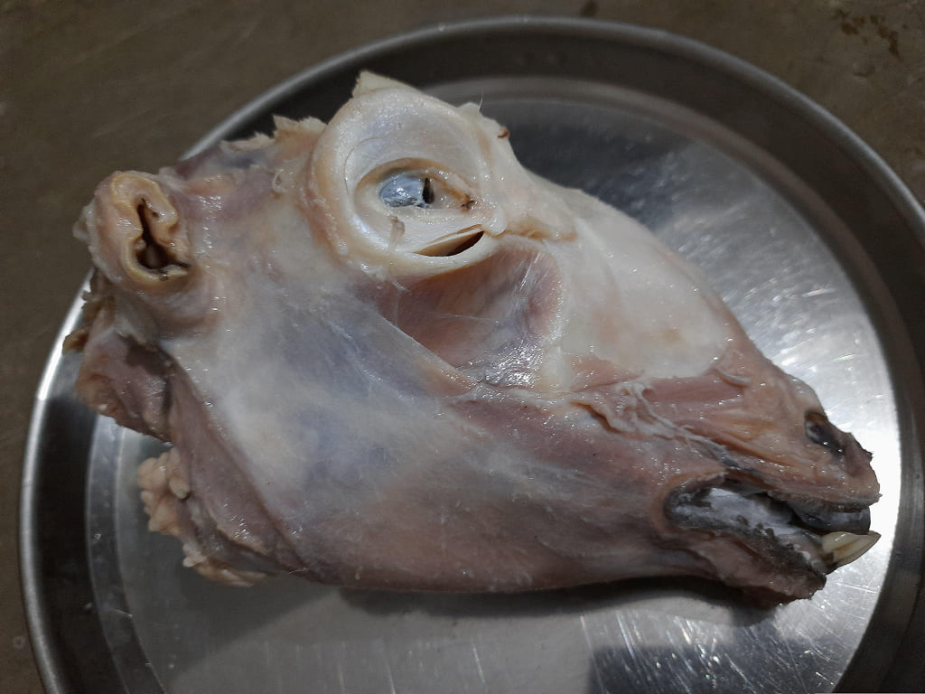 Goat Head