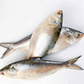 Hilsa