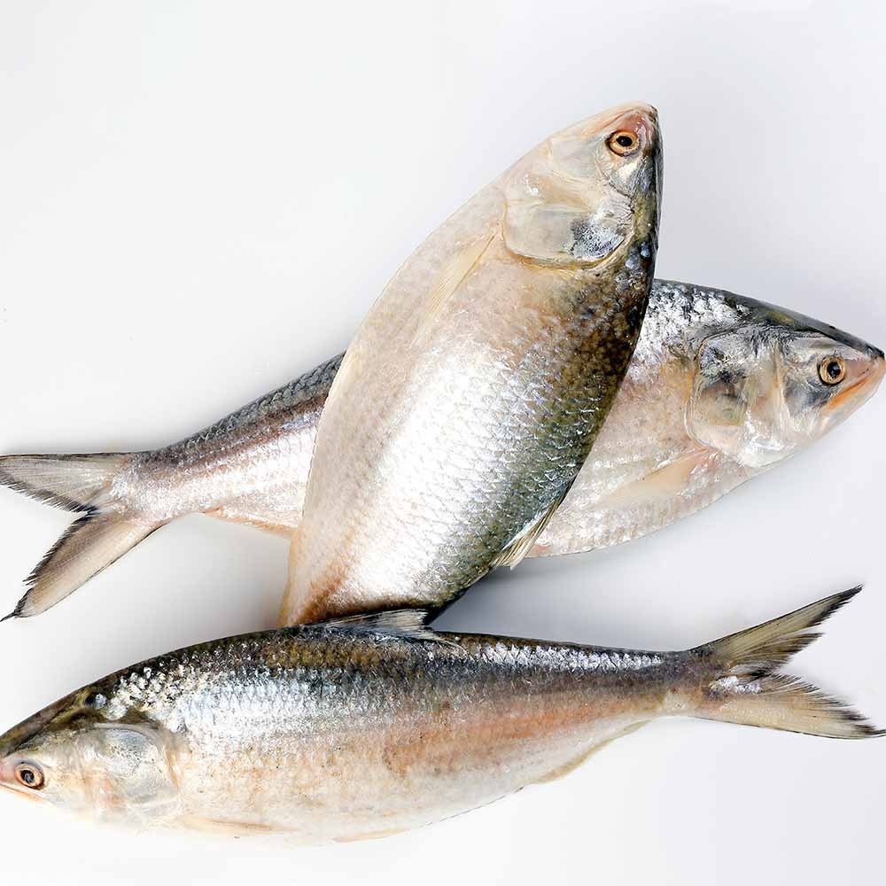 Hilsa