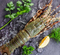 Lobsters [3 to 4 Pcs]