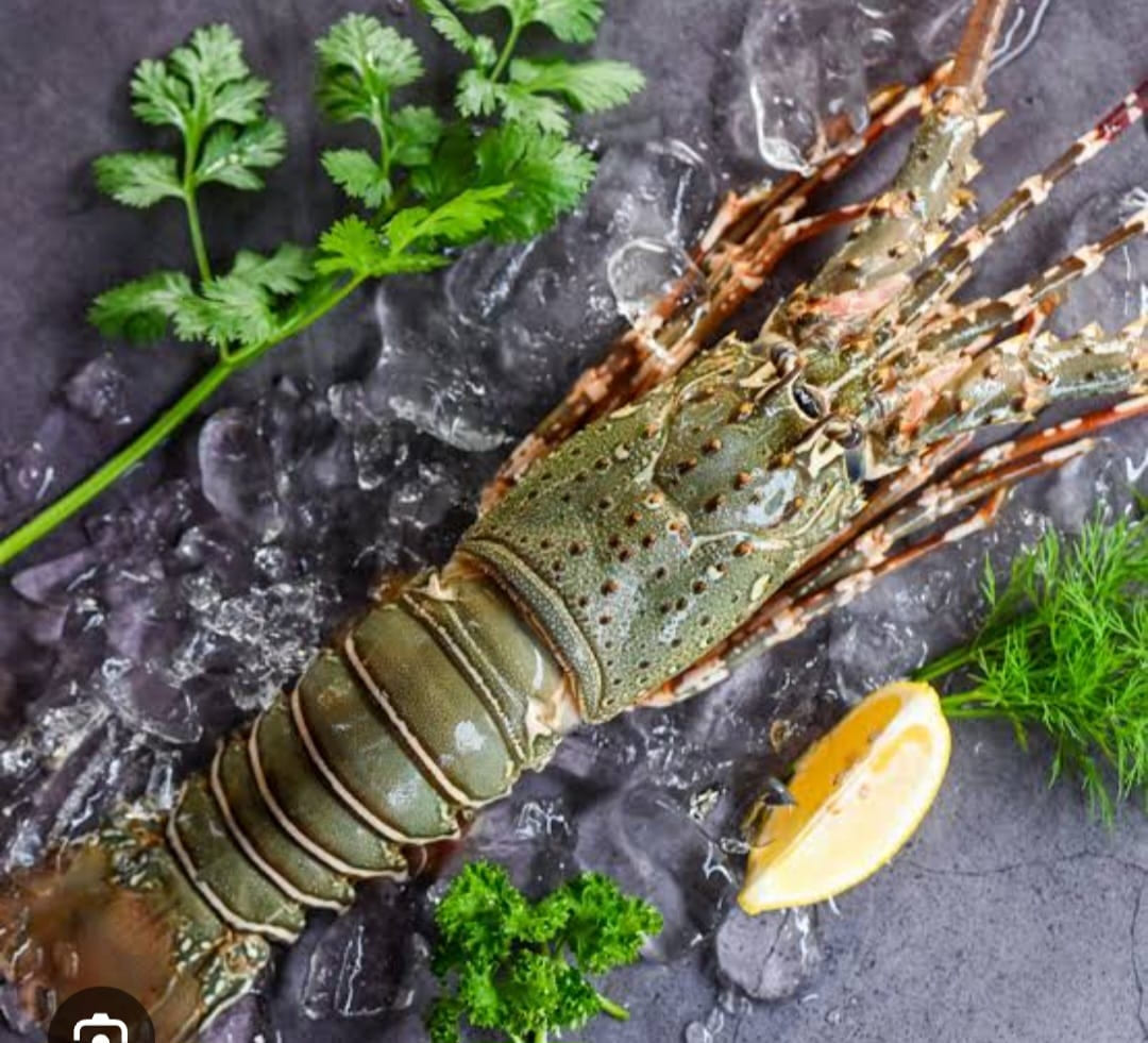 Lobsters [3 to 4 Pcs]