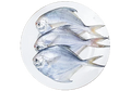 Pomfret Super [1 pc]
