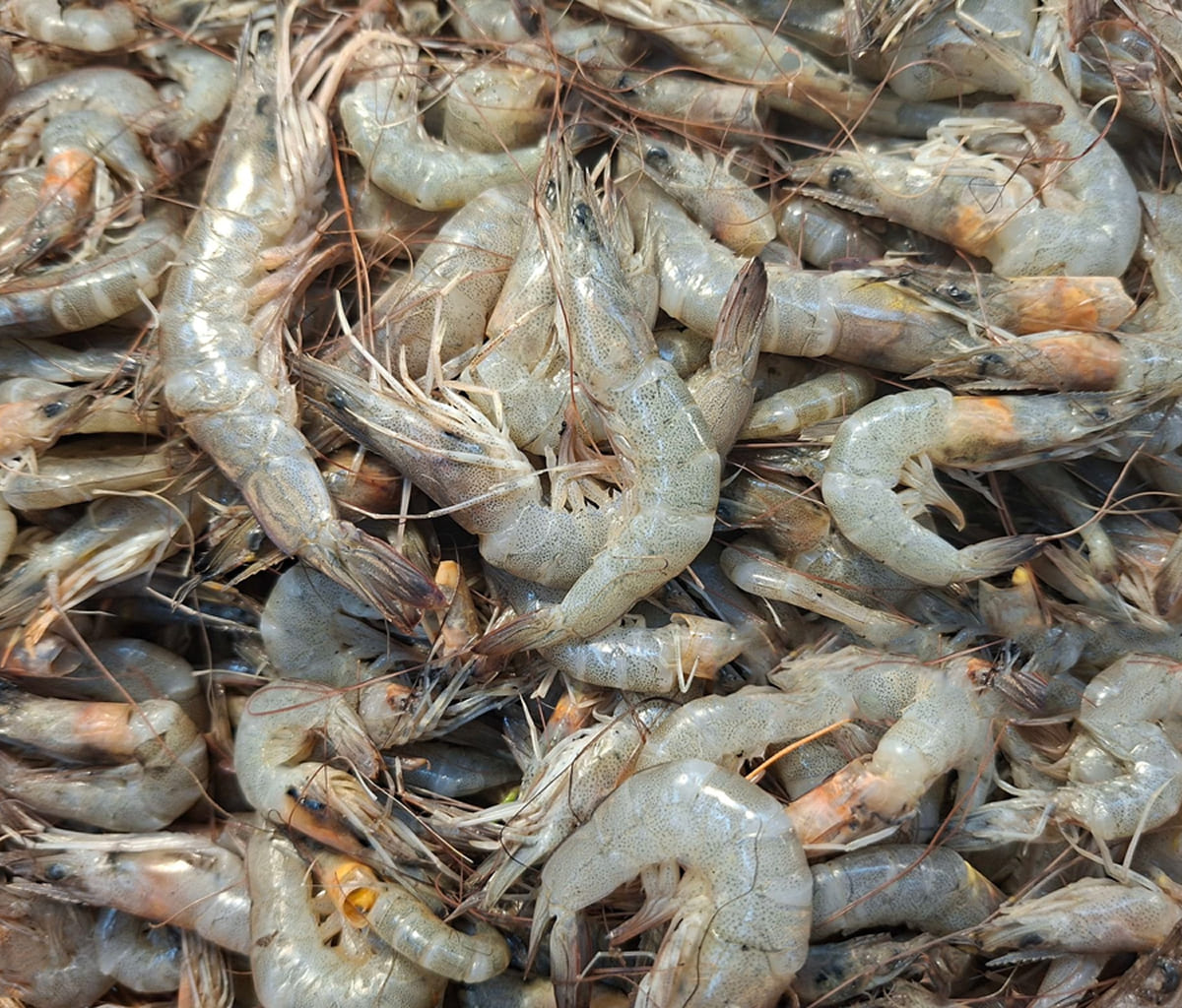 Prawns Medium