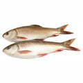 Rohu