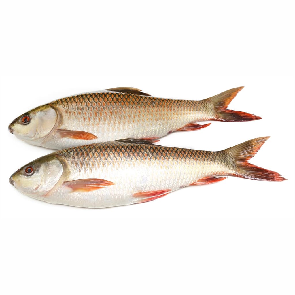 Rohu