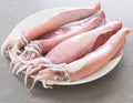 Squid