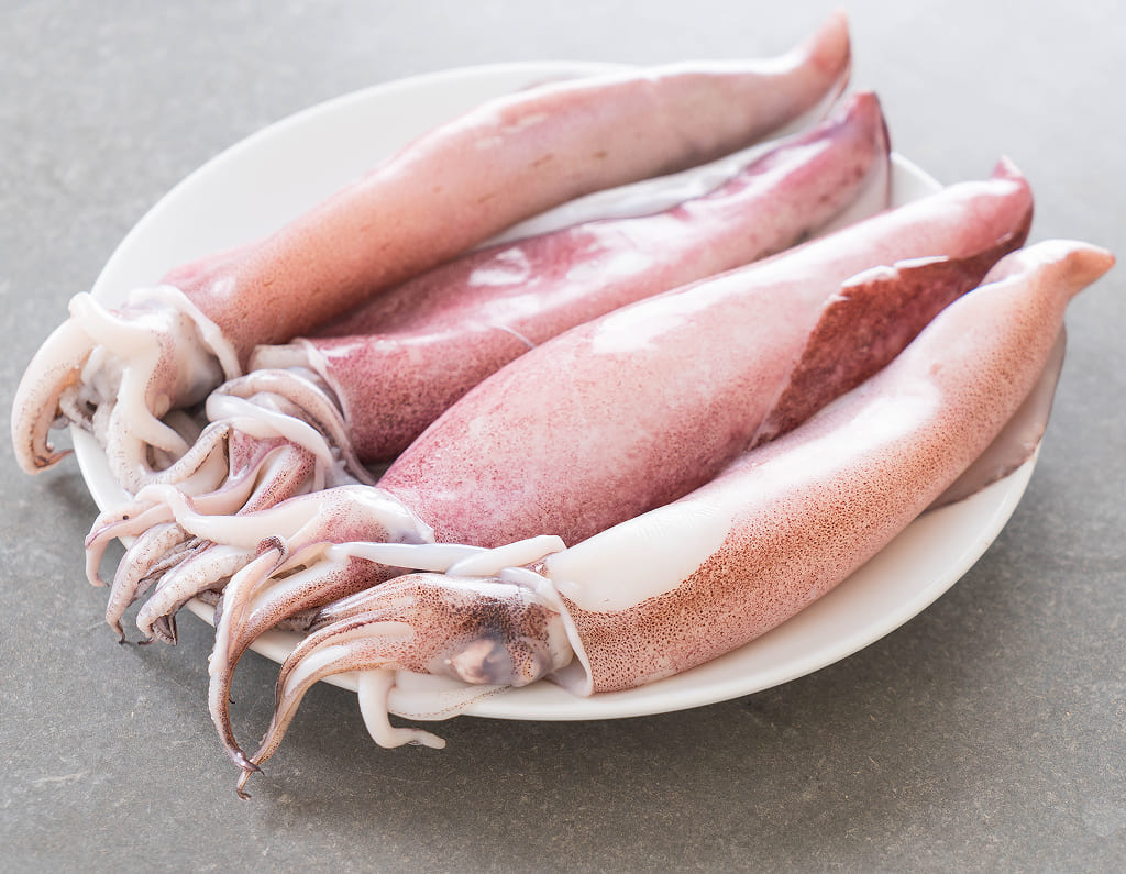 Squid