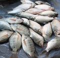 Tilapia