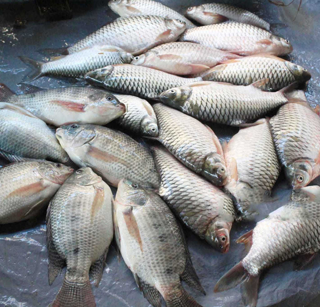 Tilapia